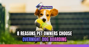 8 Reasons Pet Owners Choose Overnight Dog Boarding