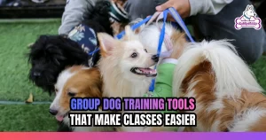 Group Dog Training Tools That Make Classes Easier