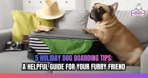 5 Holiday Dog Boarding Tips: A Helpful Guide for Your Furry Friend