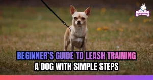 Beginner’s Guide to Leash Training a Dog with Simple Steps