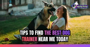 Tips to Find the Best Dog Trainer Near Me Today
