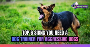 Top 6 Signs You Need a Dog Trainer for Aggressive Dogs