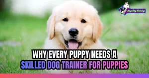 Why Every Puppy Needs a Skilled Dog Trainer for Puppies