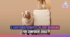 5 Emotional Benefits of Dog Boarding for Confident Dogs
