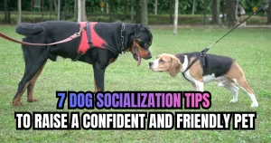 7 Dog Socialization Tips to Raise a Confident and Friendly Pet