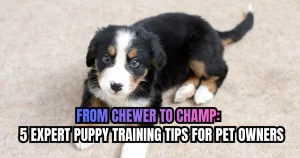 From Chewer to Champ_ 5 Expert Puppy Training Tips for Pet Owners