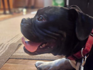 Amys dog - picture 2