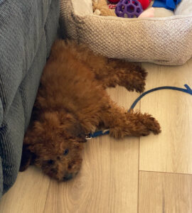 Amys dog - picture 1